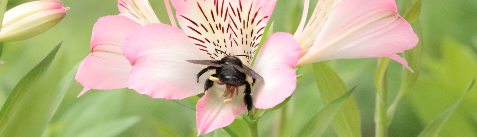 Gagnez 1 an de fleurs avec la Ville de Perpignan