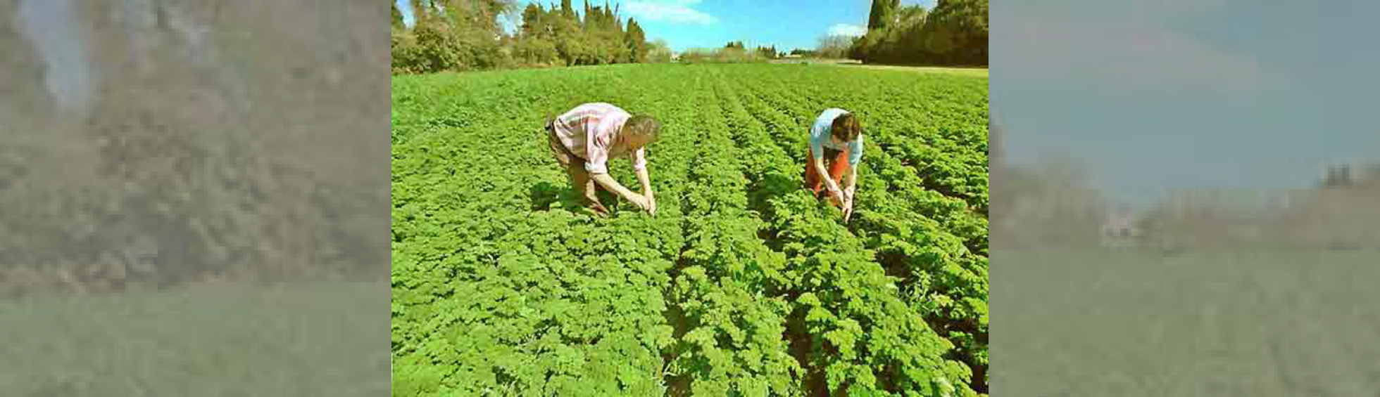 Des zones agricoles variées