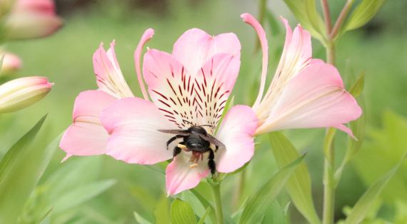 Gagnez 1 an de fleurs avec la Ville de Perpignan